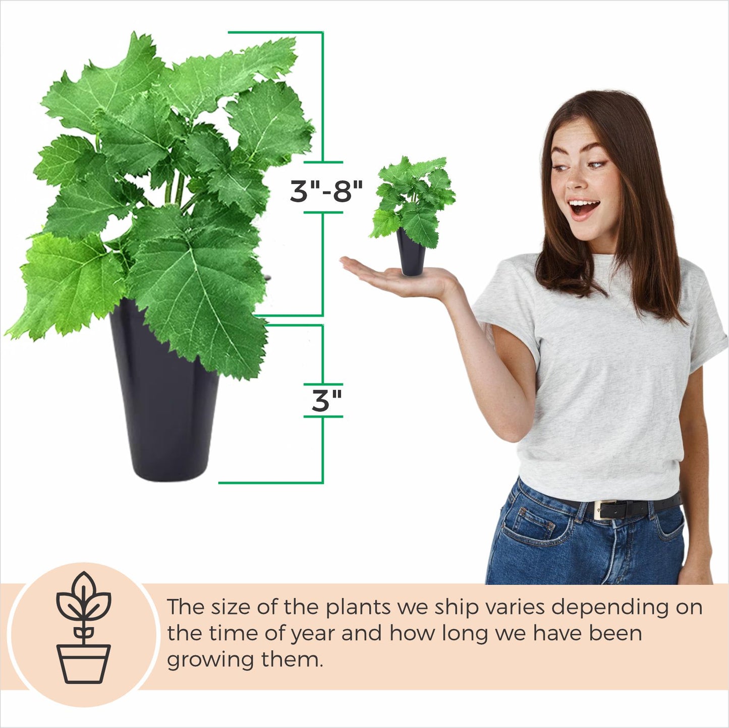Blackberry "Prime-Ark Freedom". Set of 4 Starts live plant