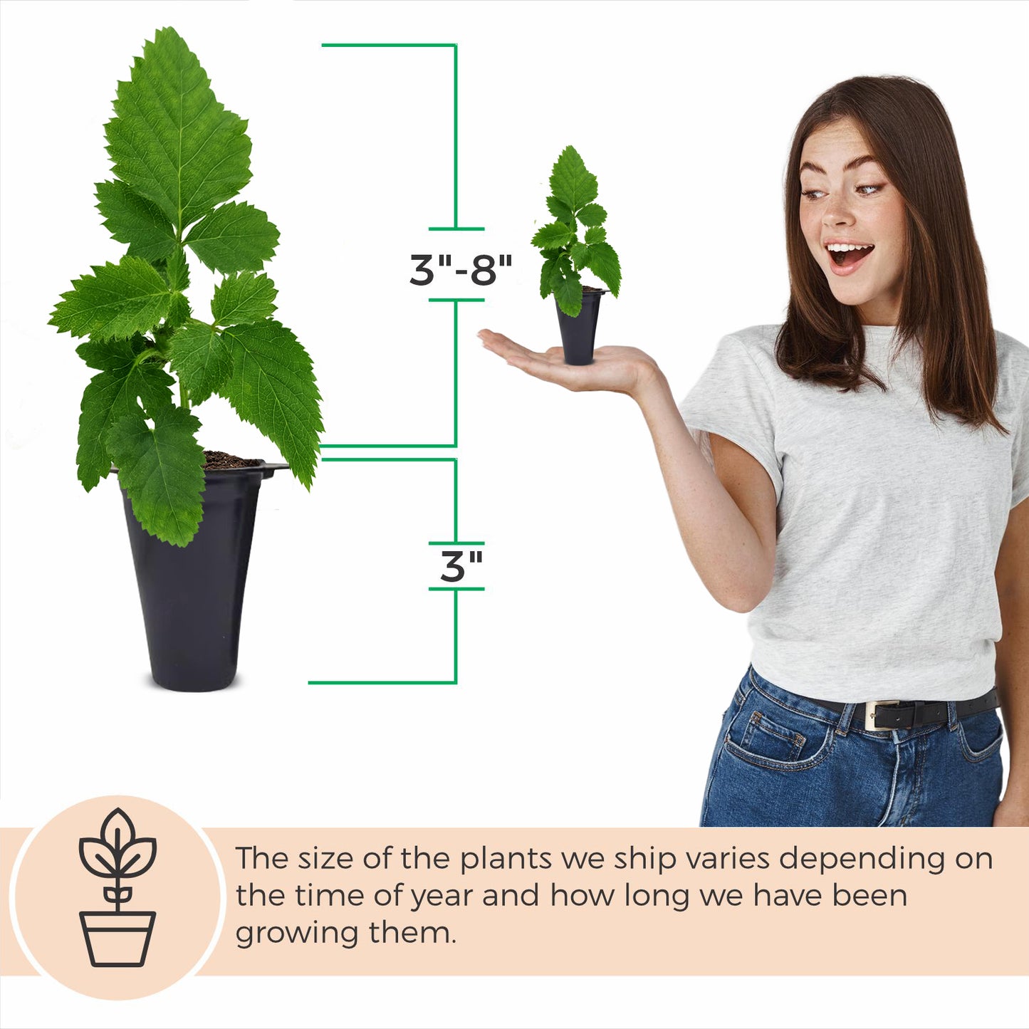 BlackBerry Plants "Sweetie Pie" Set of 4 Starter Live Plants