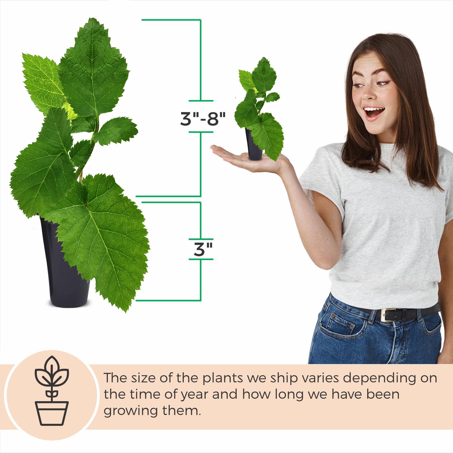 Blackberry "Triple Crown". Set of 4 Starts live plant