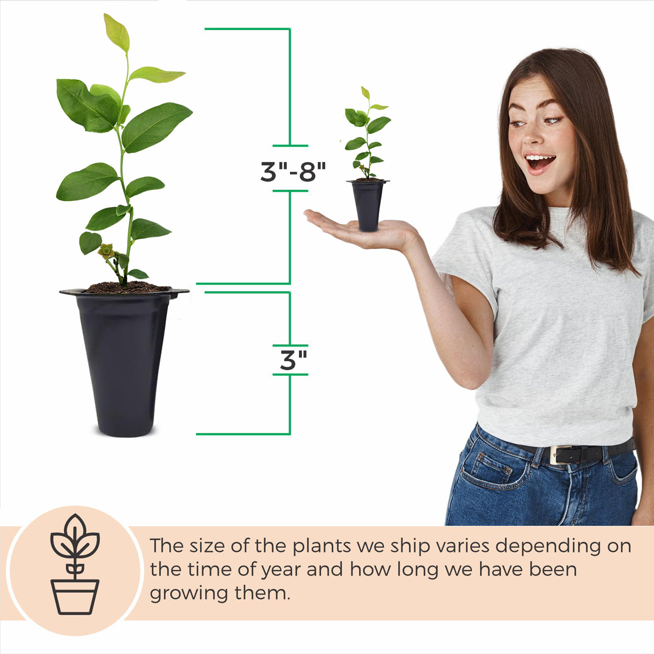 Blueberry "O'neal". Set of 4 starter live plants