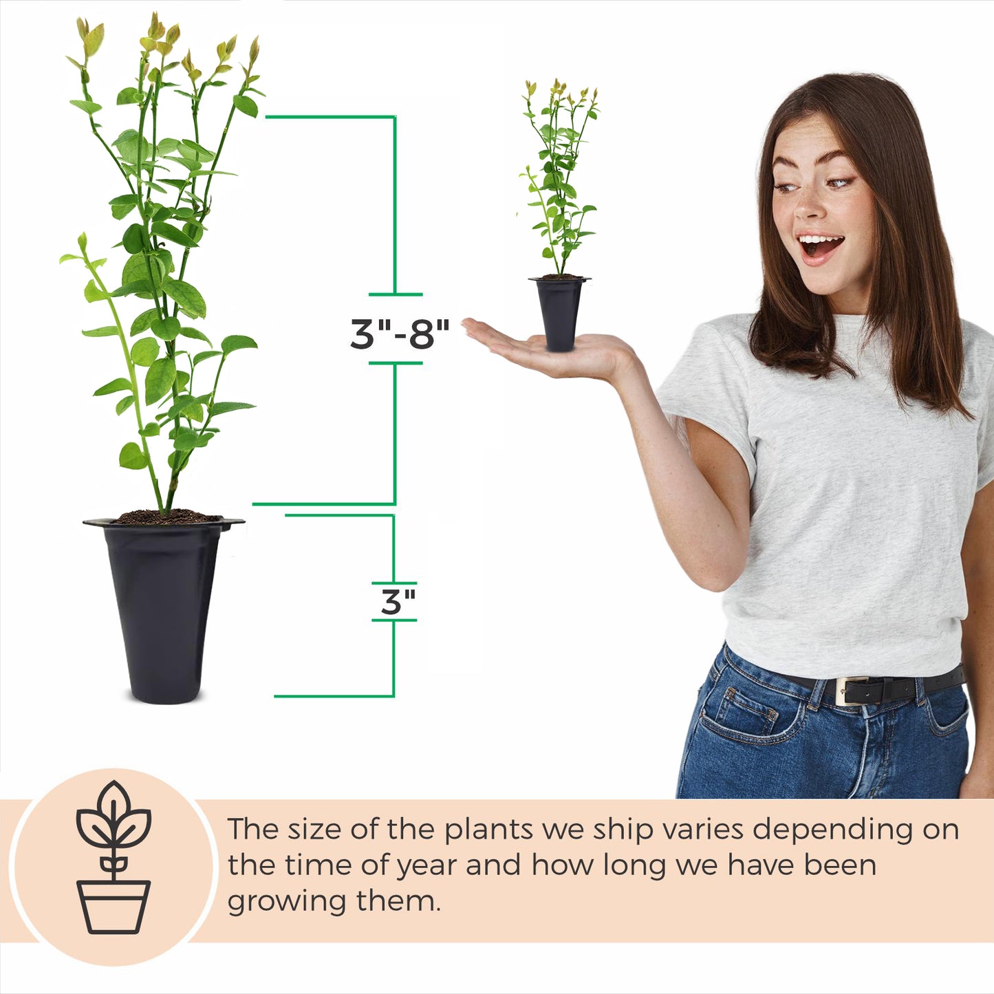 Blueberrry "Jewel". Set of 4 Starts live plant