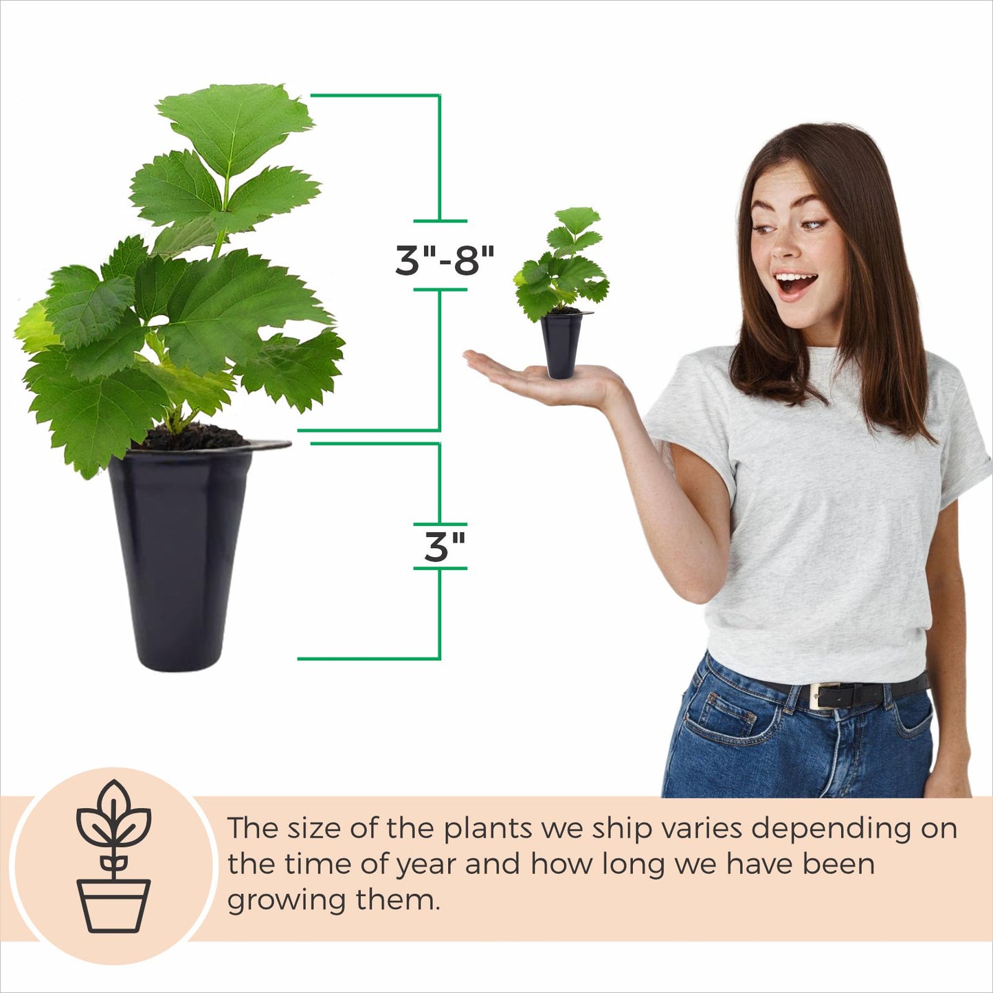Berry Plant Boysenberry, Set of 4 starter live plants