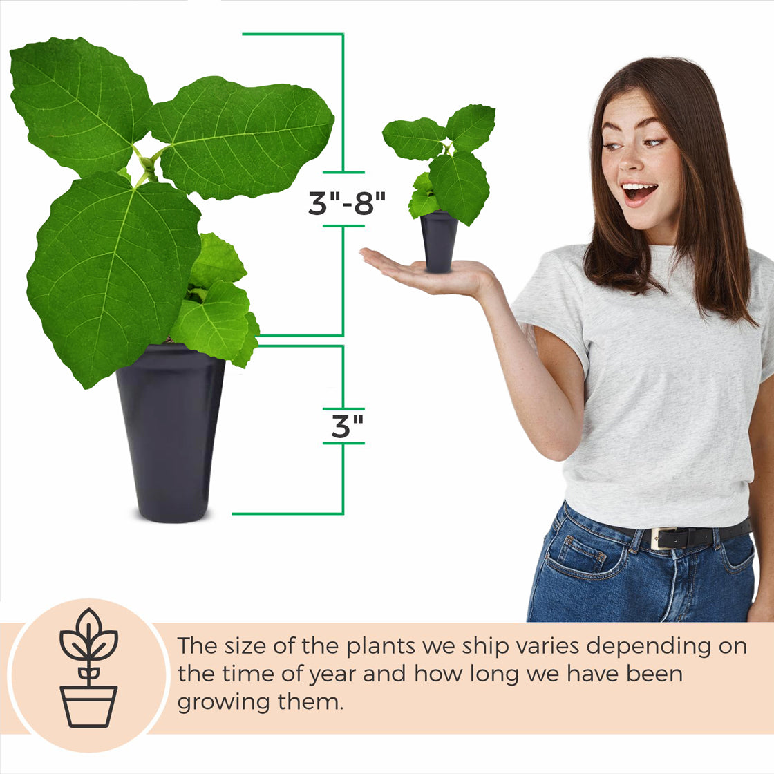 Fig Tree "Chicago Hardy" Set of 4 starter live plants