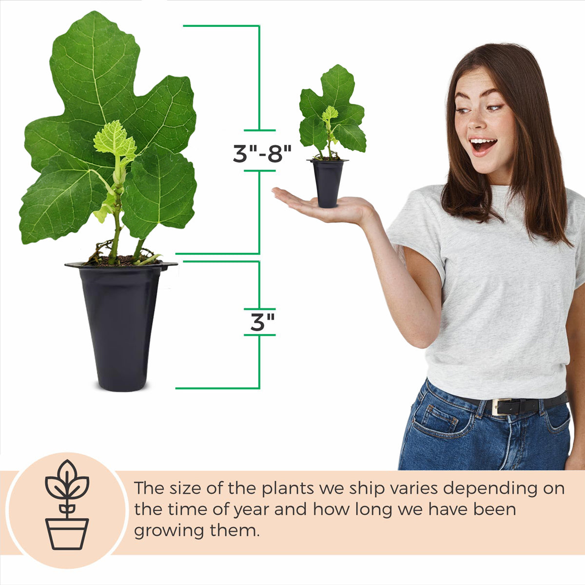 Fig Tree "Black Mission" Set of 4 starter live plants