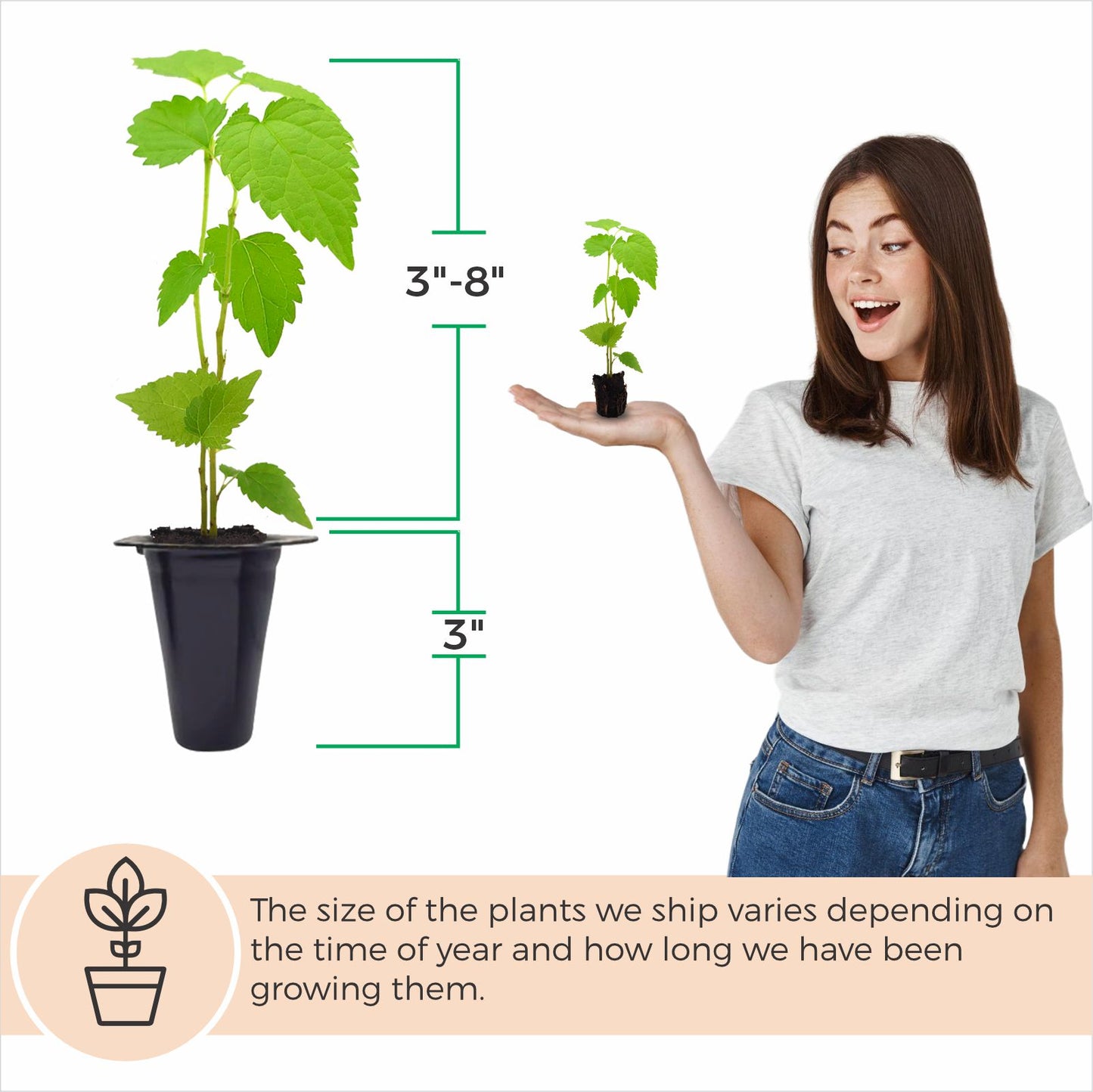 Mulberry "Dwarf Everbearing" Set of 4 starter live plants