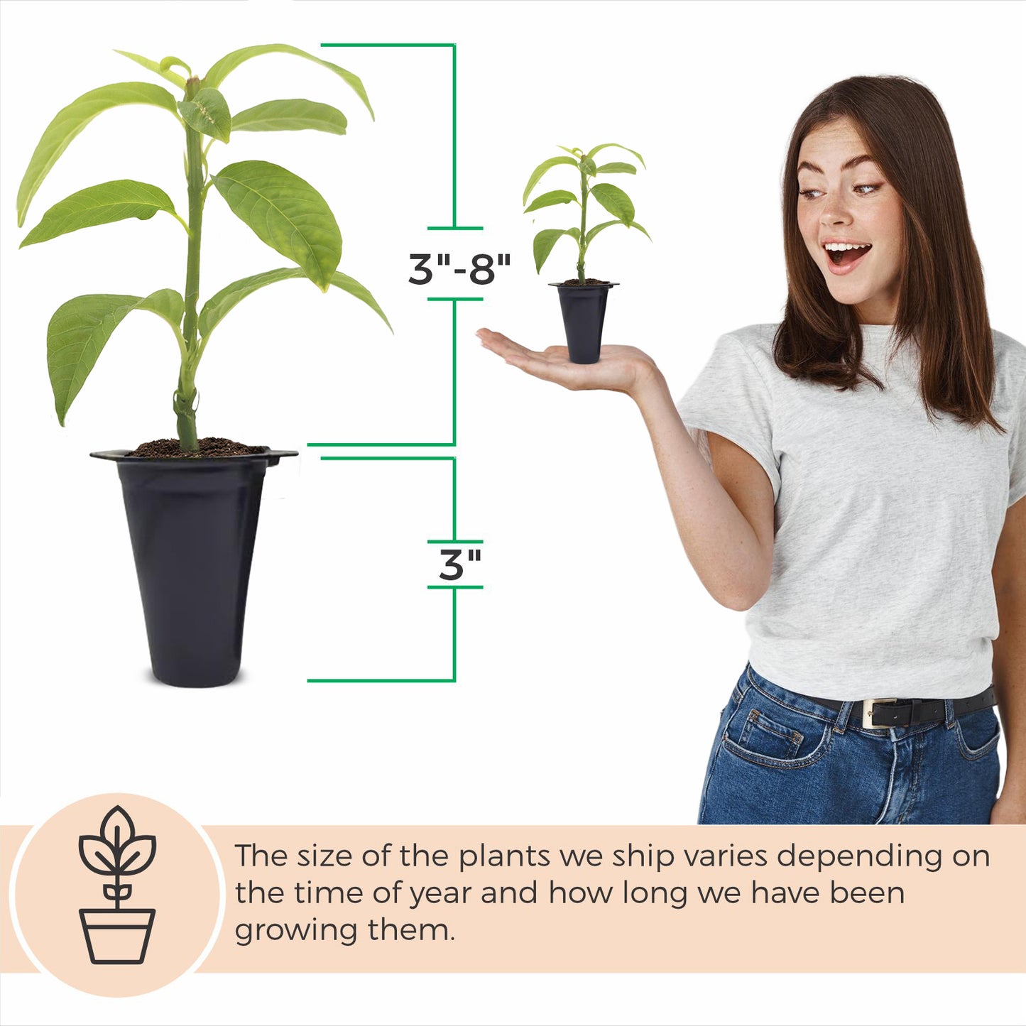 Passion Fruit "Giant Granadilla". Set of 4 starter live plants