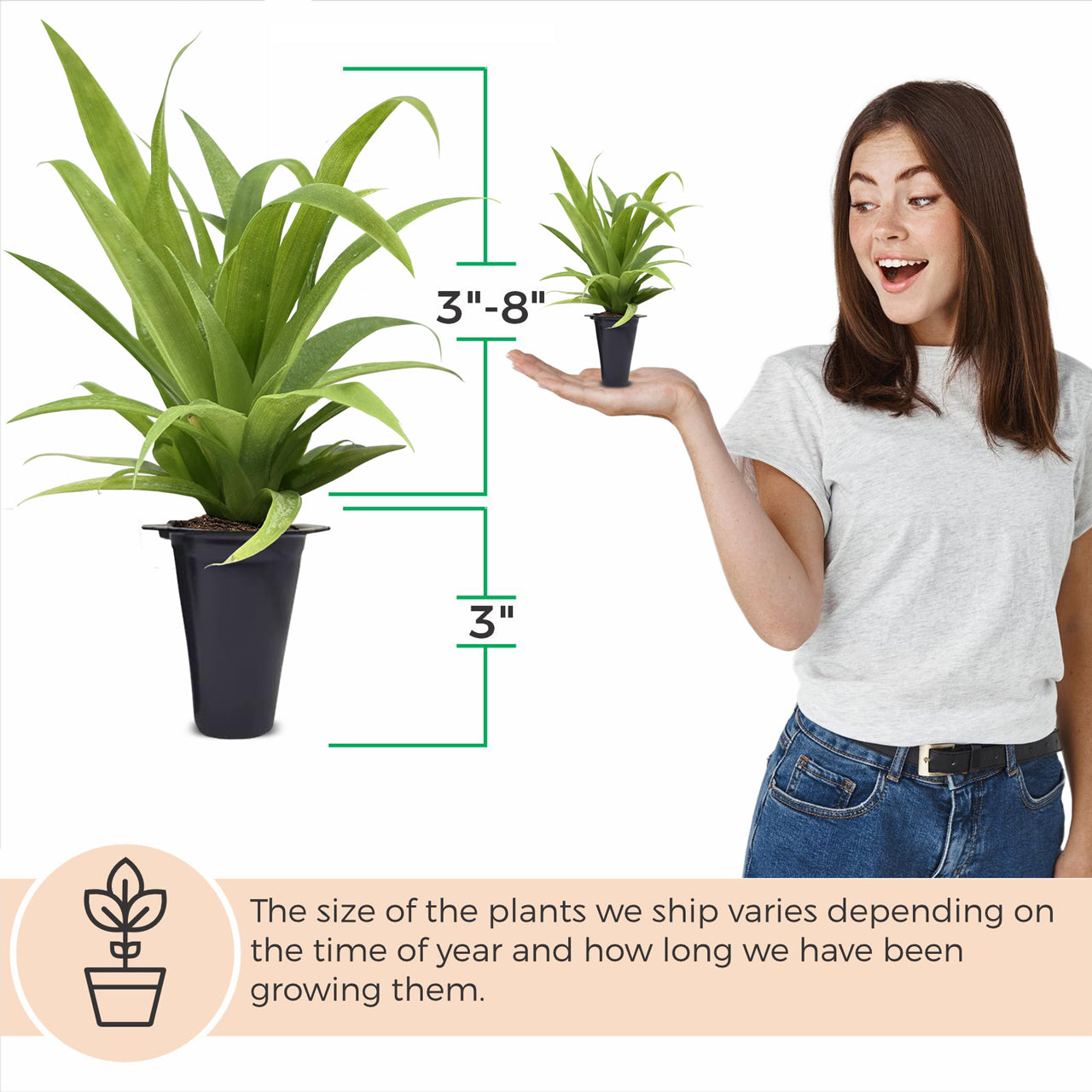 Pineapple "White Jade". Set of 4 starter live plants