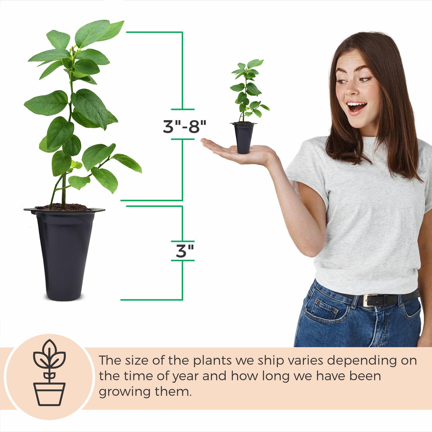 Blueberry "Reka". Set of 4 starter live plants