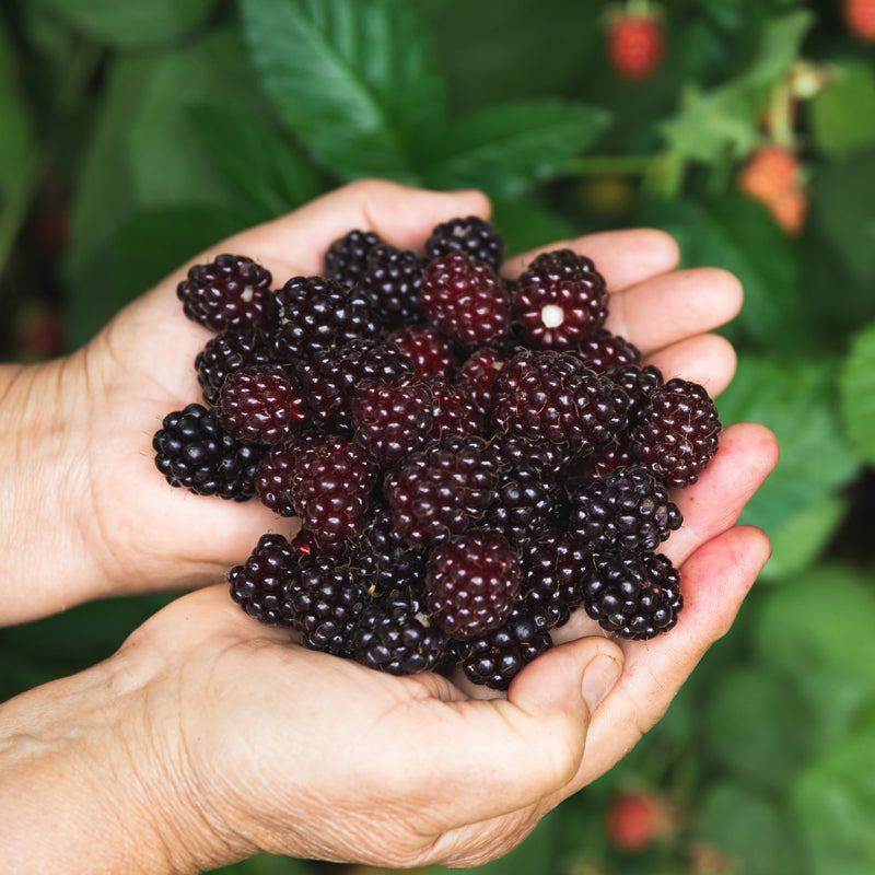 BlackBerry Plants "Sweetie Pie" Set of 4 Starter Live Plants