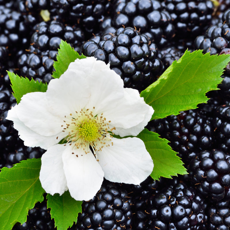 Blackberry "Triple Crown". Set of 4 Starts live plant