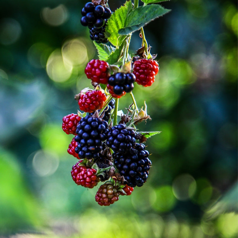 Blackberry "Triple Crown". Set of 4 Starts live plant