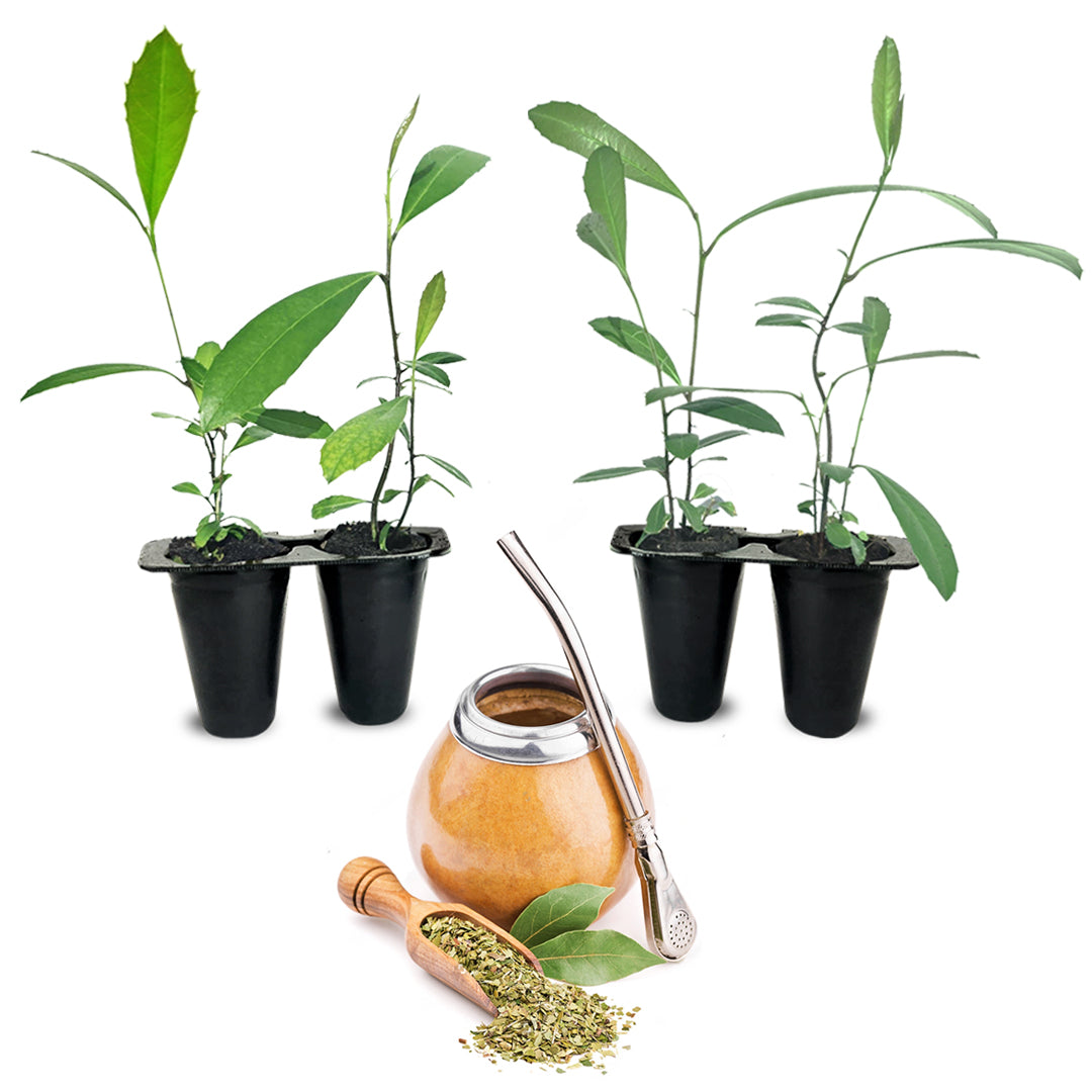 a plastic plant email Yerba Mate Tea Plant (4 Pack) | Real Live Plant for Sale | Perfect for Tea Lovers | Hardy and Easy to Grow for Planting
