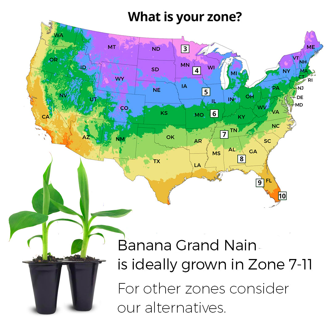 Banana "Grand Nain". Set of 4 starter live plants