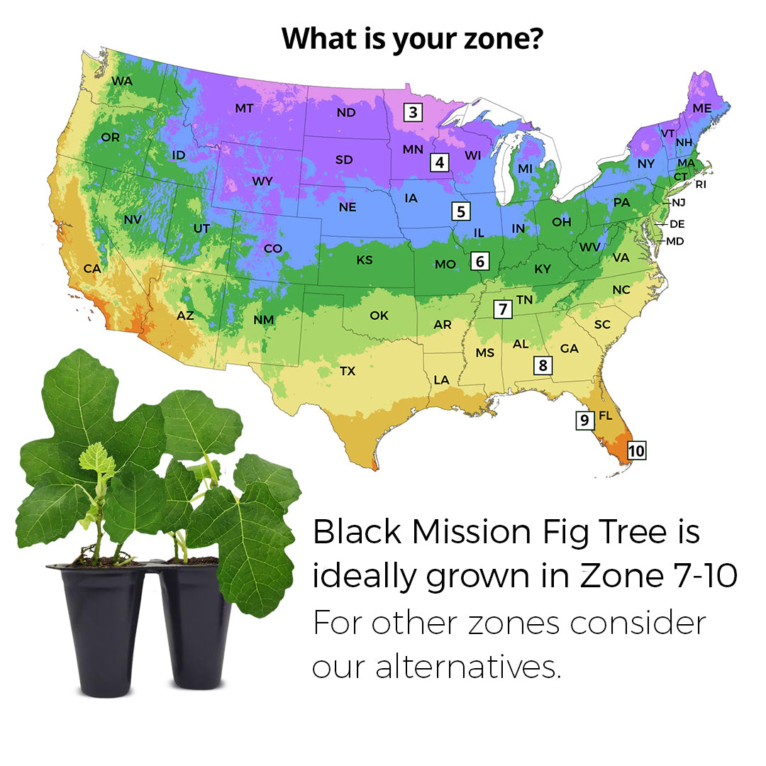 Fig Tree "Black Mission" Set of 4 starter live plants