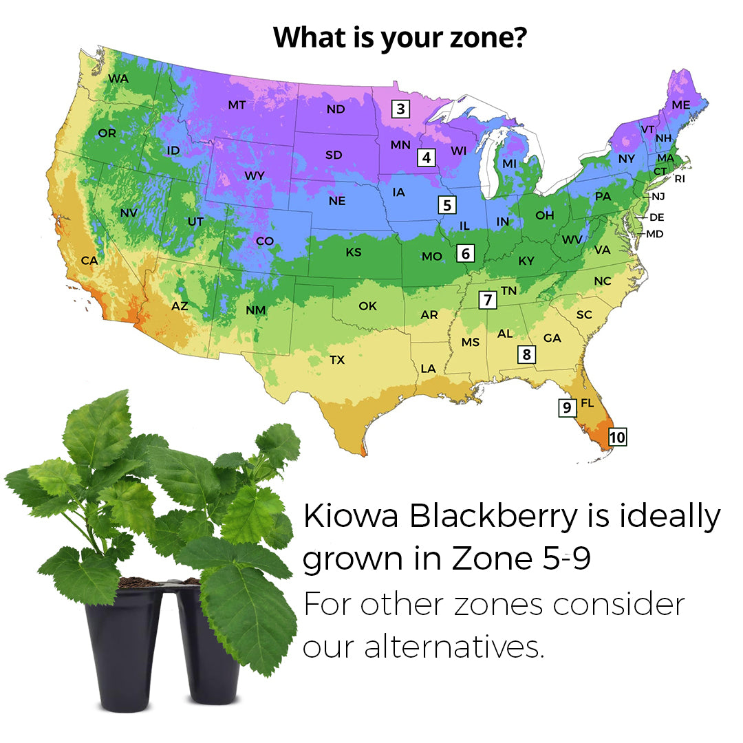 BlackBerry Plants "Kiowa" Set of 4 Starter Live Plants
