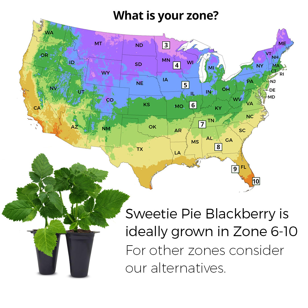 BlackBerry Plants "Sweetie Pie" Set of 4 Starter Live Plants