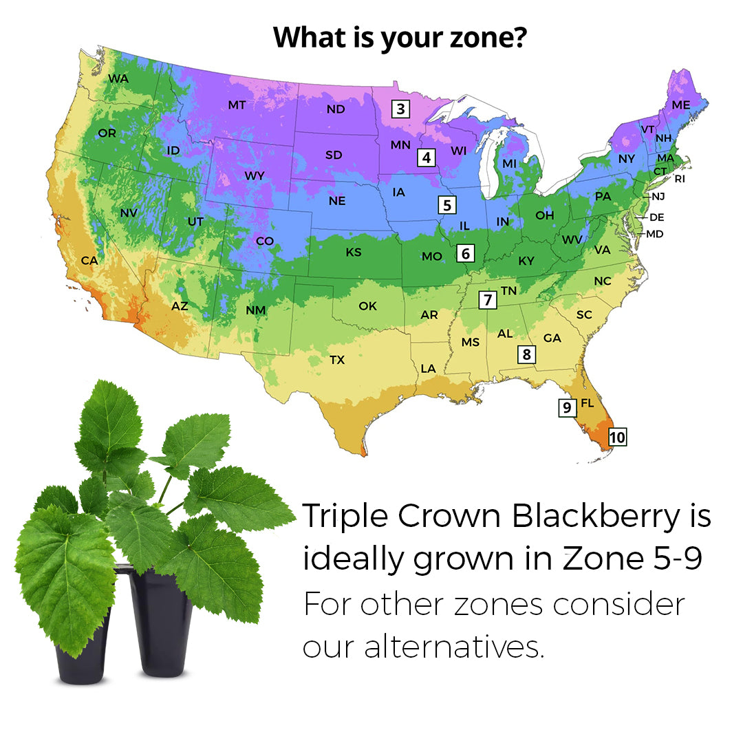 Blackberry "Triple Crown". Set of 4 Starts live plant