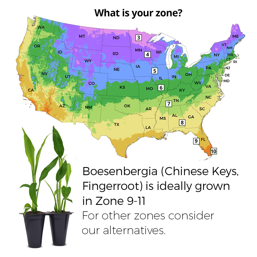 Boesenbergia Chinese Keys, Set of 4 starter live plants