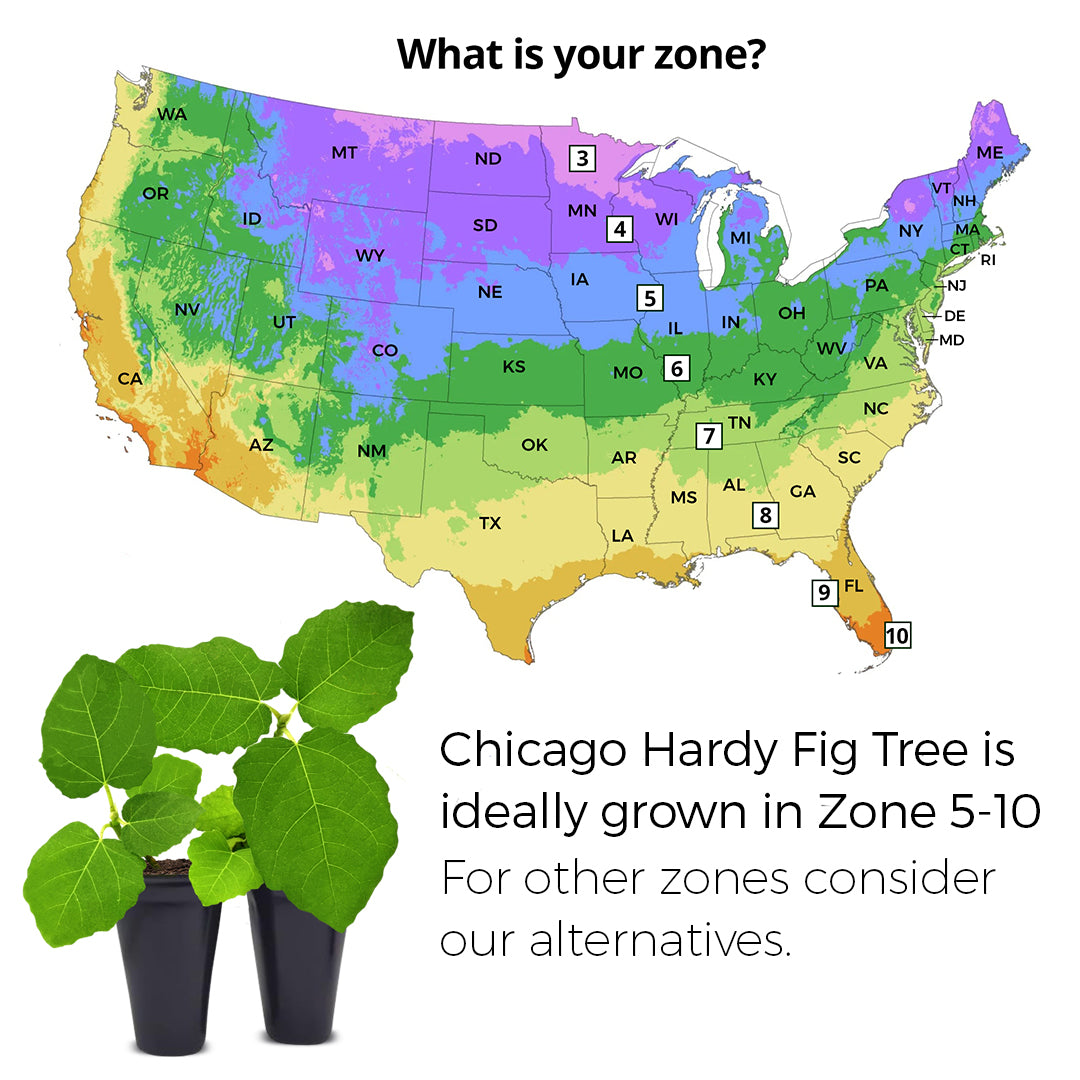 Fig Tree "Chicago Hardy" Set of 4 starter live plants