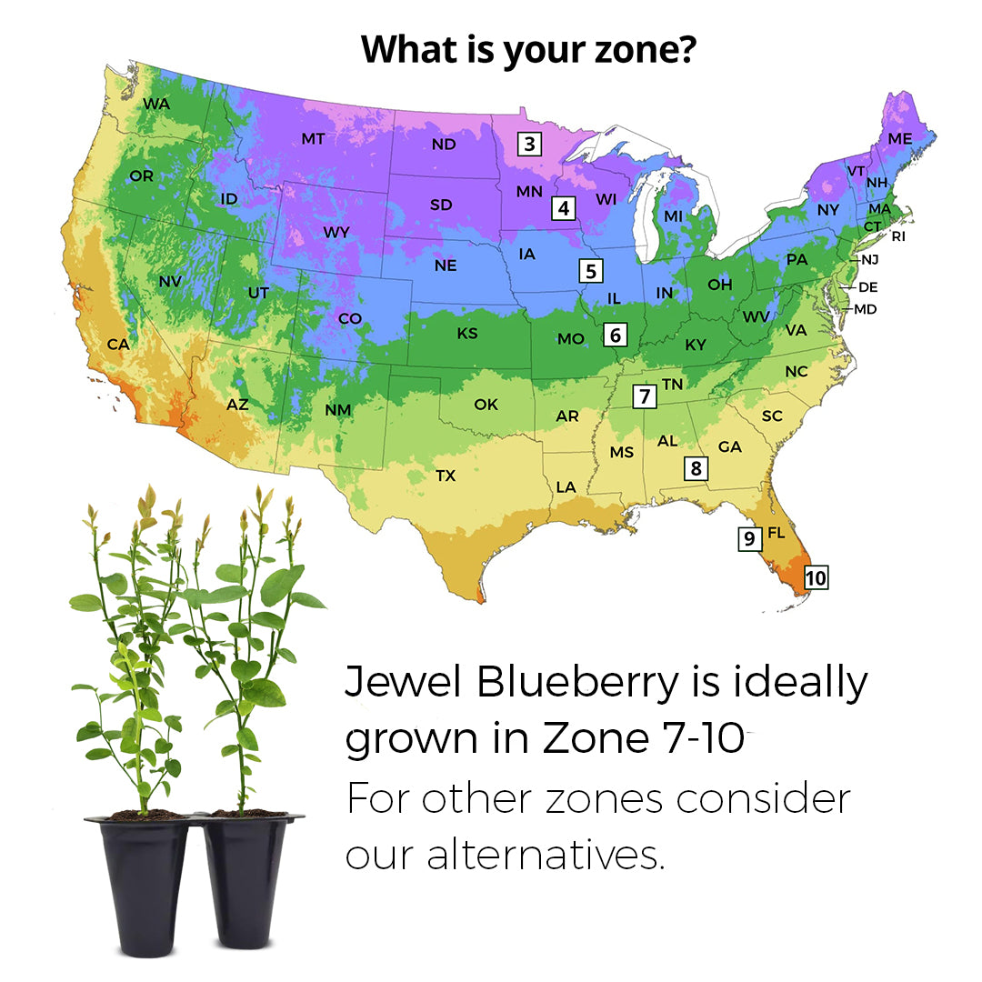 Blueberrry "Jewel". Set of 4 Starts live plant