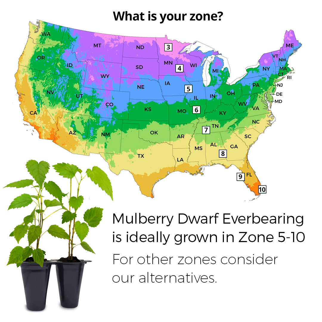 Mulberry "Dwarf Everbearing" Set of 4 starter live plants