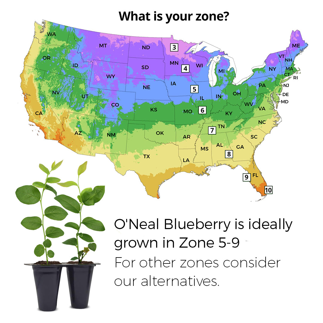 Blueberry "O'neal". Set of 4 starter live plants