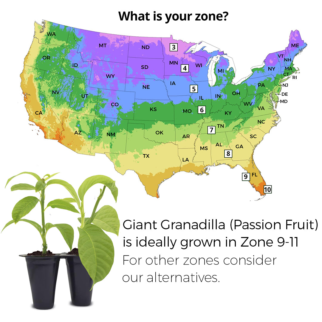 Passion Fruit "Giant Granadilla". Set of 4 starter live plants