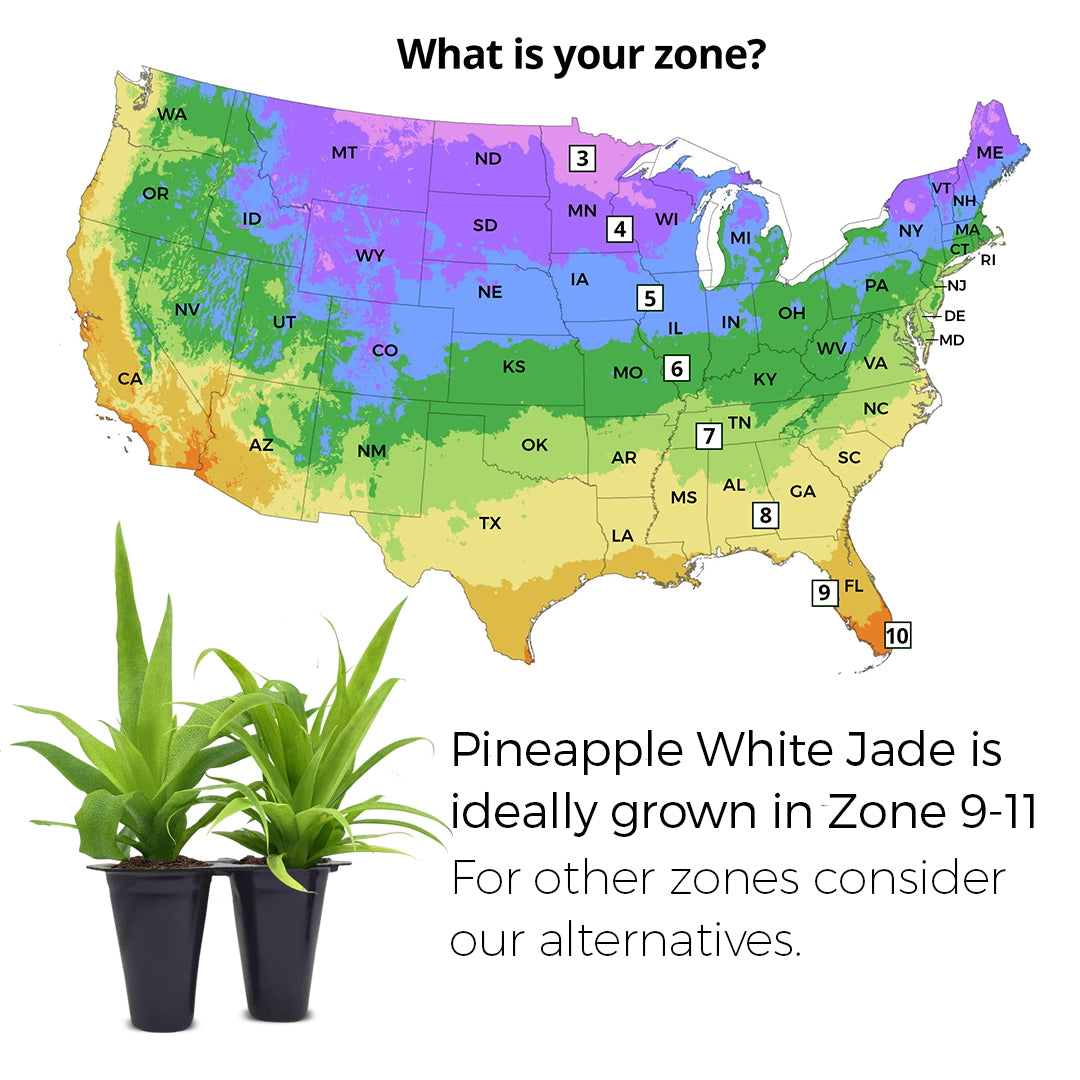 Pineapple "White Jade". Set of 4 starter live plants