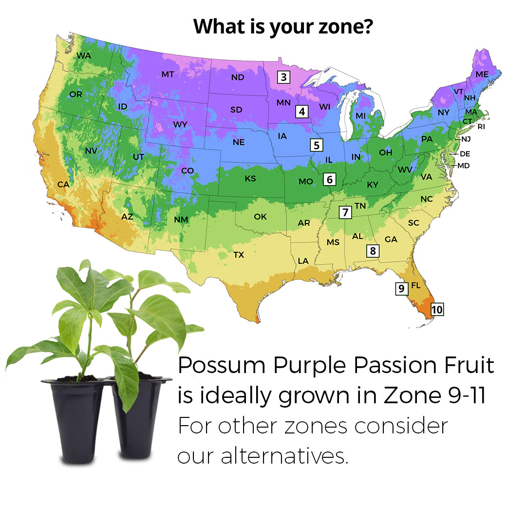 Passion Fruit (Maracuya) "Possum Purple" Set of 4 starter live plants.