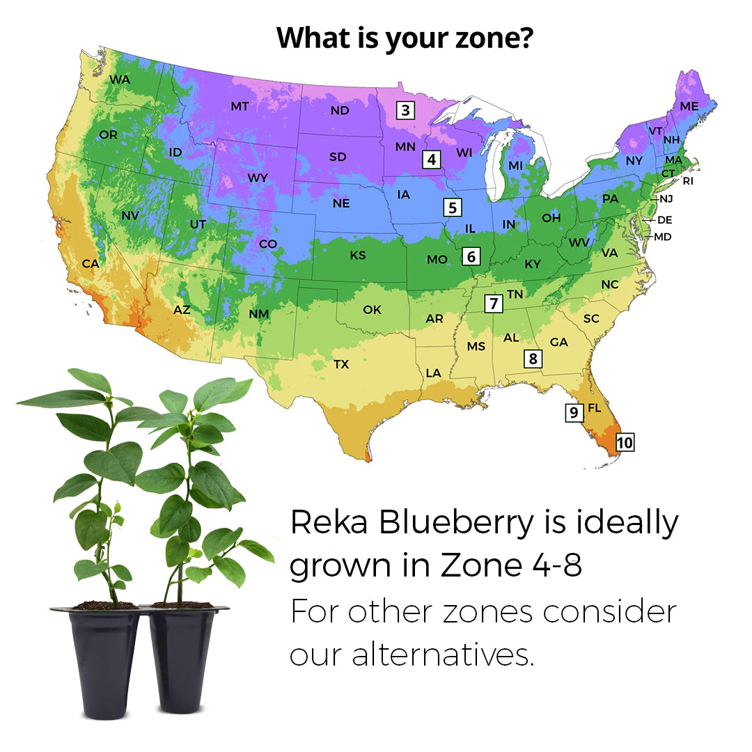 Blueberry "Reka". Set of 4 starter live plants
