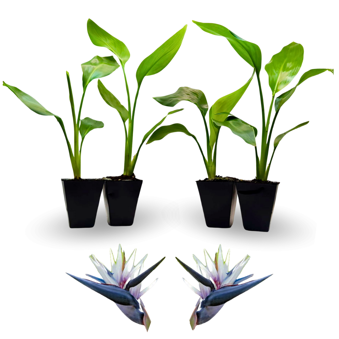 Bird of paradise, Set of 4 live plants in 2" pot