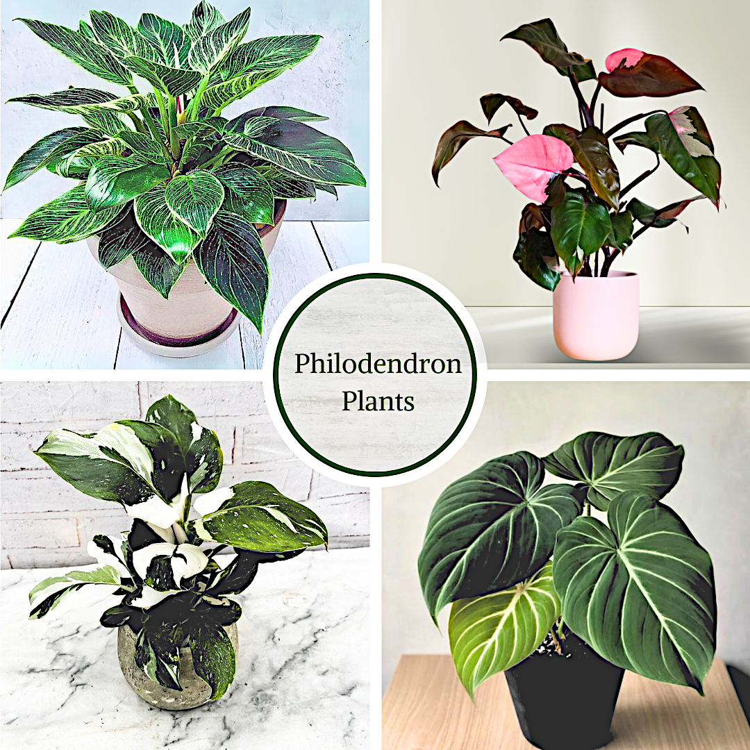 Philodendron Collection – 4 Exclusive Varieties in 2-Inch Pots | Easy-Care Indoor Plants | Perfect for Low Light, Office and Home Decor, and Air Purification