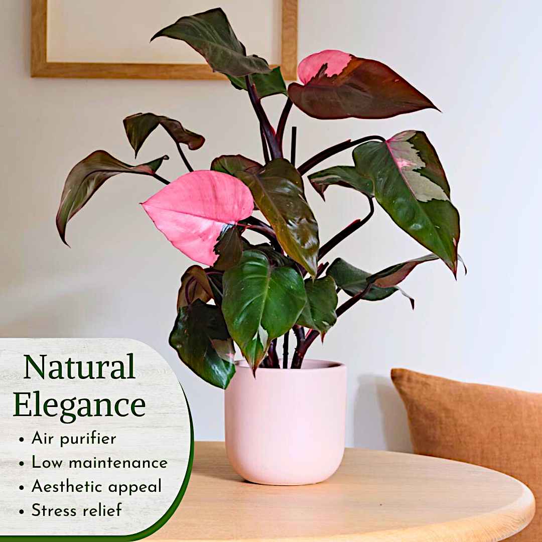 Philodendron Collection – 4 Exclusive Varieties in 2-Inch Pots | Easy-Care Indoor Plants | Perfect for Low Light, Office and Home Decor, and Air Purification