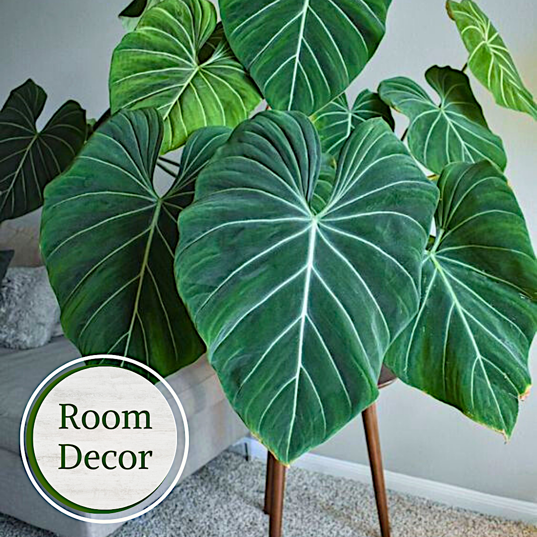 Philodendron Collection – 4 Exclusive Varieties in 2-Inch Pots | Easy-Care Indoor Plants | Perfect for Low Light, Office and Home Decor, and Air Purification