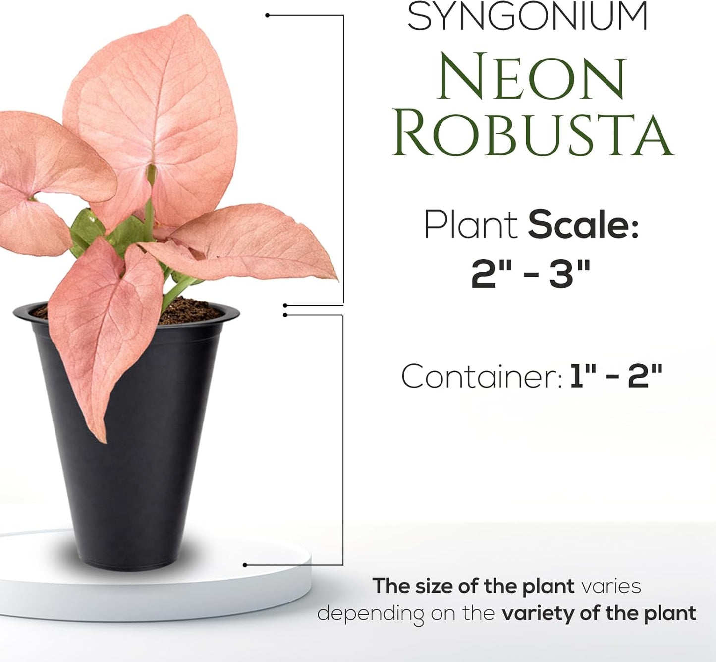 Syngonium Neon Robusta Plant (4 Pack) Live Starter Plants, Pink Arrowhead Vine Houseplants, Easy Care Indoor Tropical Plants Live, Colorful Foliage Plants
