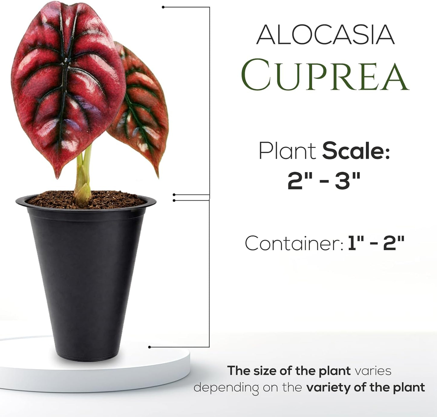 Alocasia Cuprea (4 Pack) Live Plant, Rare Indoor Alocasia, Metallic Leaf Elephant Ear, Tropical Houseplant Live, Starter Size Alocasia Plant, Exotic Foliage Houseplant for Home Decor Indoor Growing