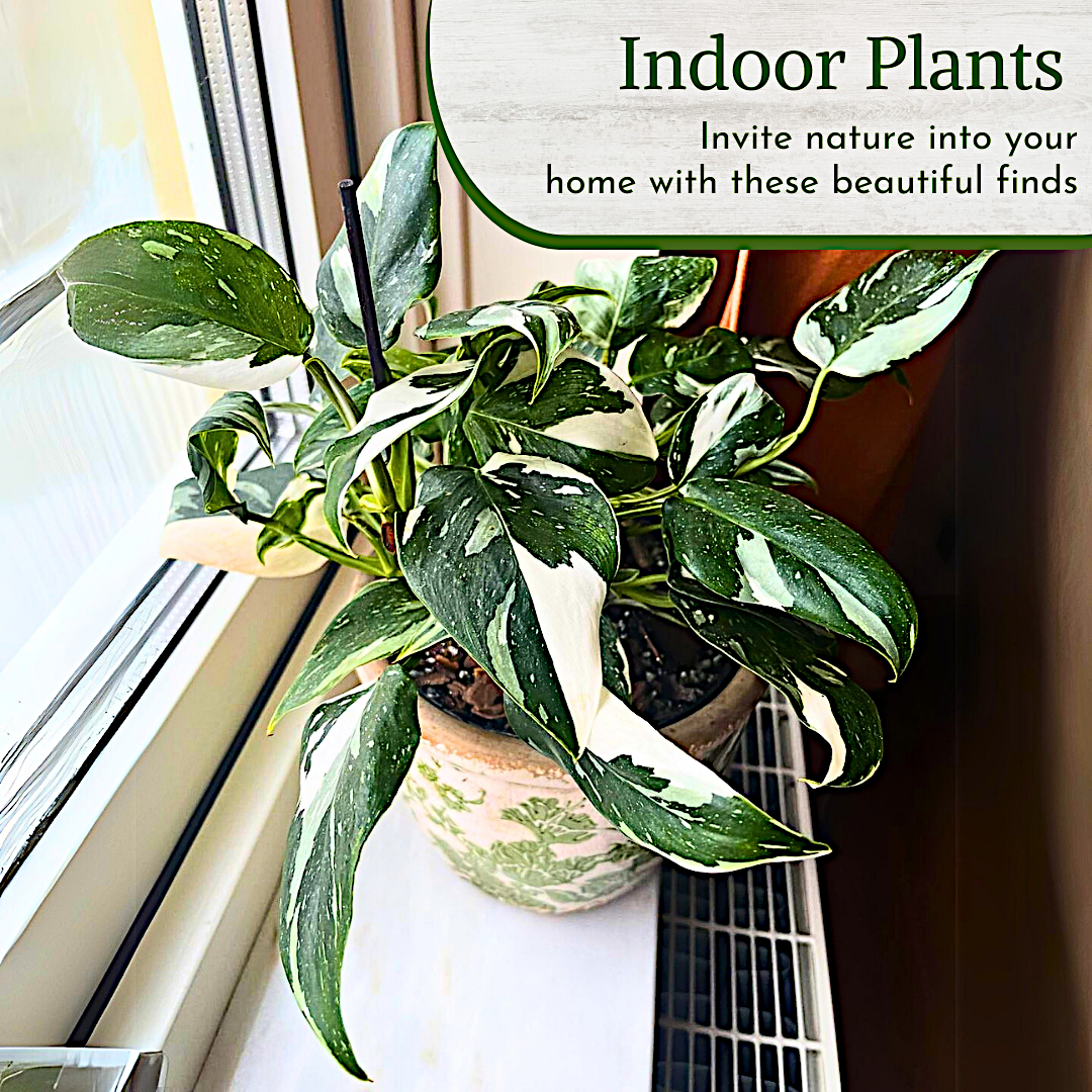 Philodendron Collection – 4 Exclusive Varieties in 2-Inch Pots | Easy-Care Indoor Plants | Perfect for Low Light, Office and Home Decor, and Air Purification