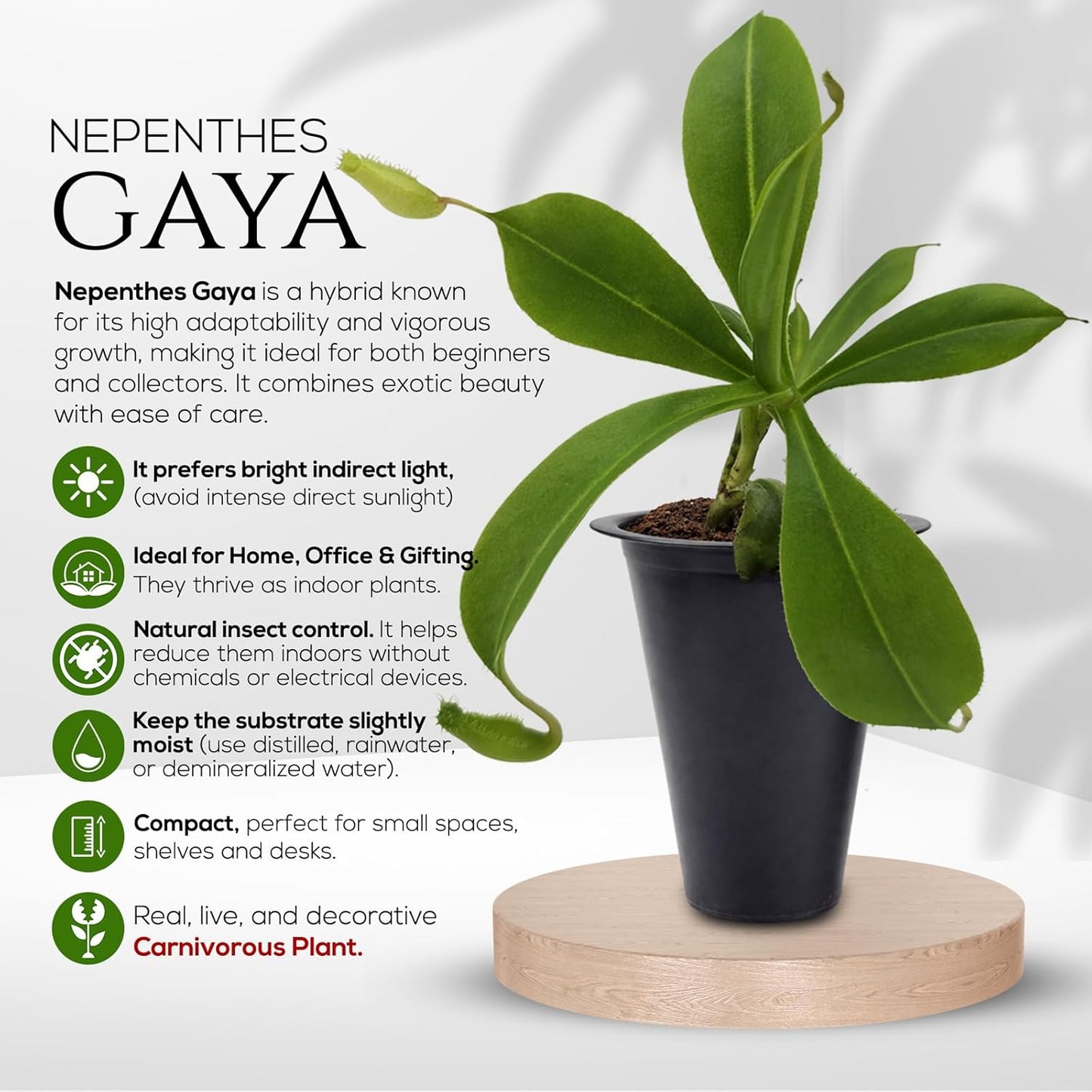 Pitcher Plant Collection (4 Pack) Rare Nephentes Live Carnivorous Plants- Gaya, Miranda, Lady Luck & Alata- Insect Eating Indoor Plants,  Exotic Live Pitcher Plants