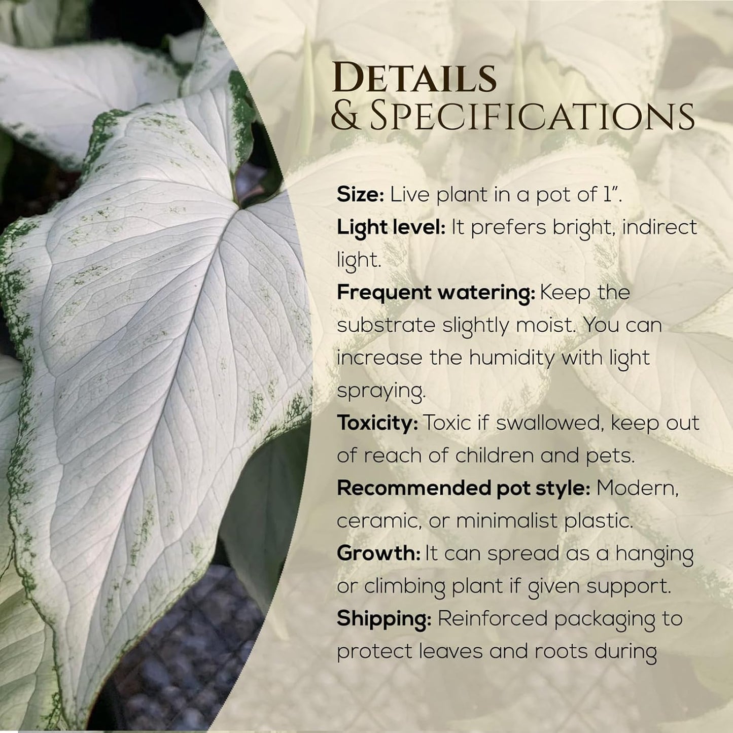 Syngonium Holly M (4 Pack) Live Starter Plants, Variegated Arrowhead Vine Houseplants, Easy Care Indoor Tropical Plants Live, Decorative Foliage Plants