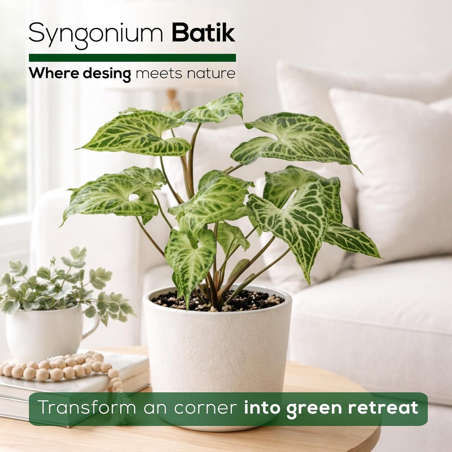 Syngonium Batik Plant (4 Pack) Live Starter Plants, Variegated Arrowhead Vine Houseplants, Easy Care Indoor Tropical Plants Live, Decorative Foliage Plants