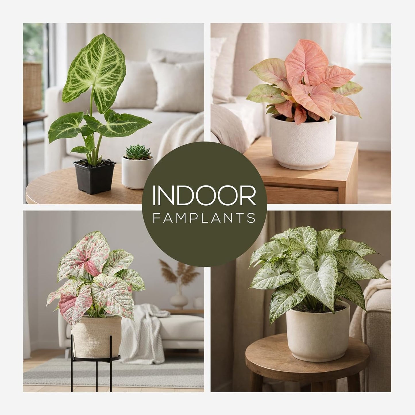 Syngonium Plant Collection (4 Pack) Live Starter Plants, Batik, Holly M, Milk Confetti, Neon Robusta, Rare Indoor Houseplants, Easy Care Arrowhead Vine Plants Live