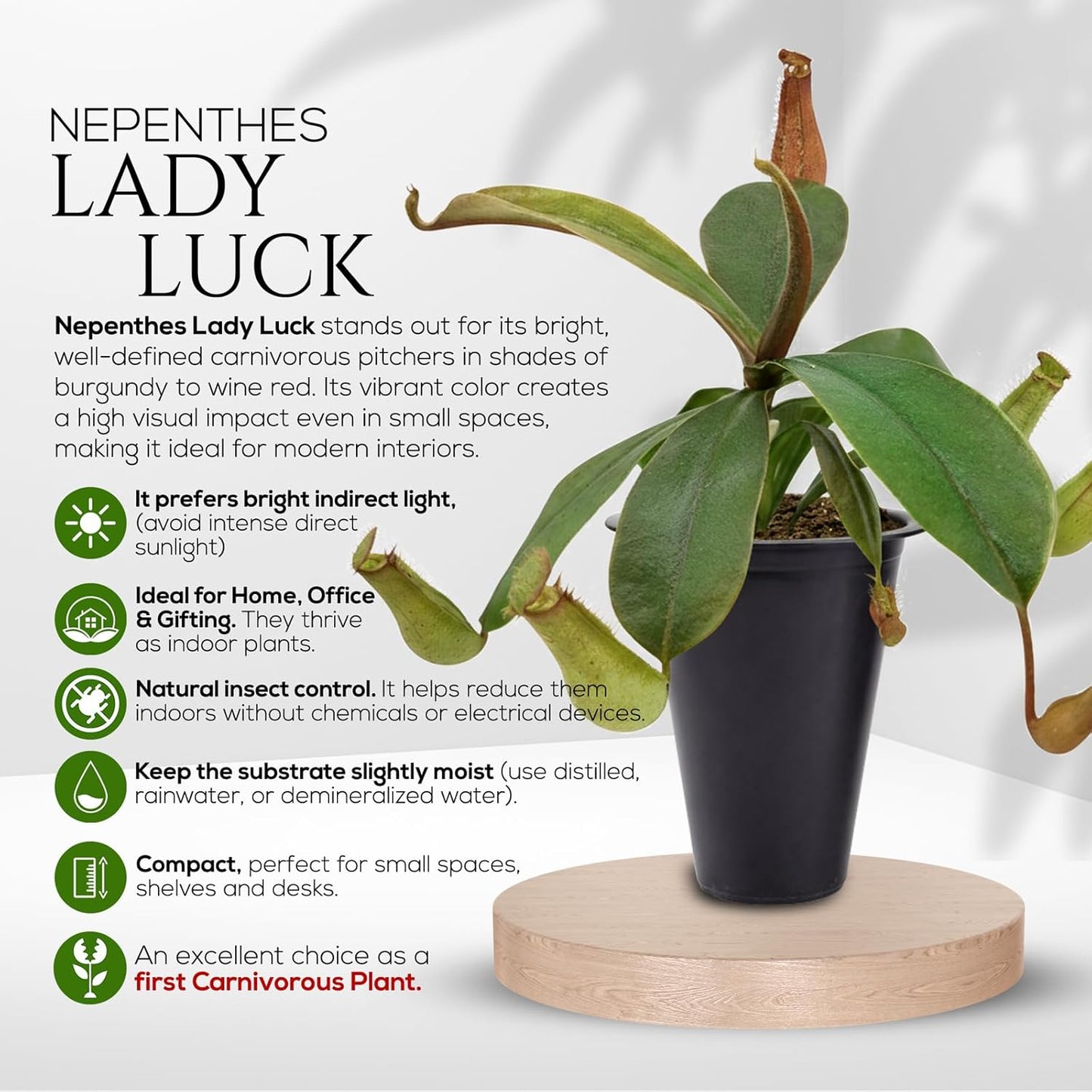 Pitcher Plant Nepenthes Lady Luck (4 Pack) Rare Live Plants-Carnivorous Insect Eating Plant, Indoor Tropical Houseplant, Easy Care Pitcher Plant Live, Starter Size Carnivorous Plant for Indoor