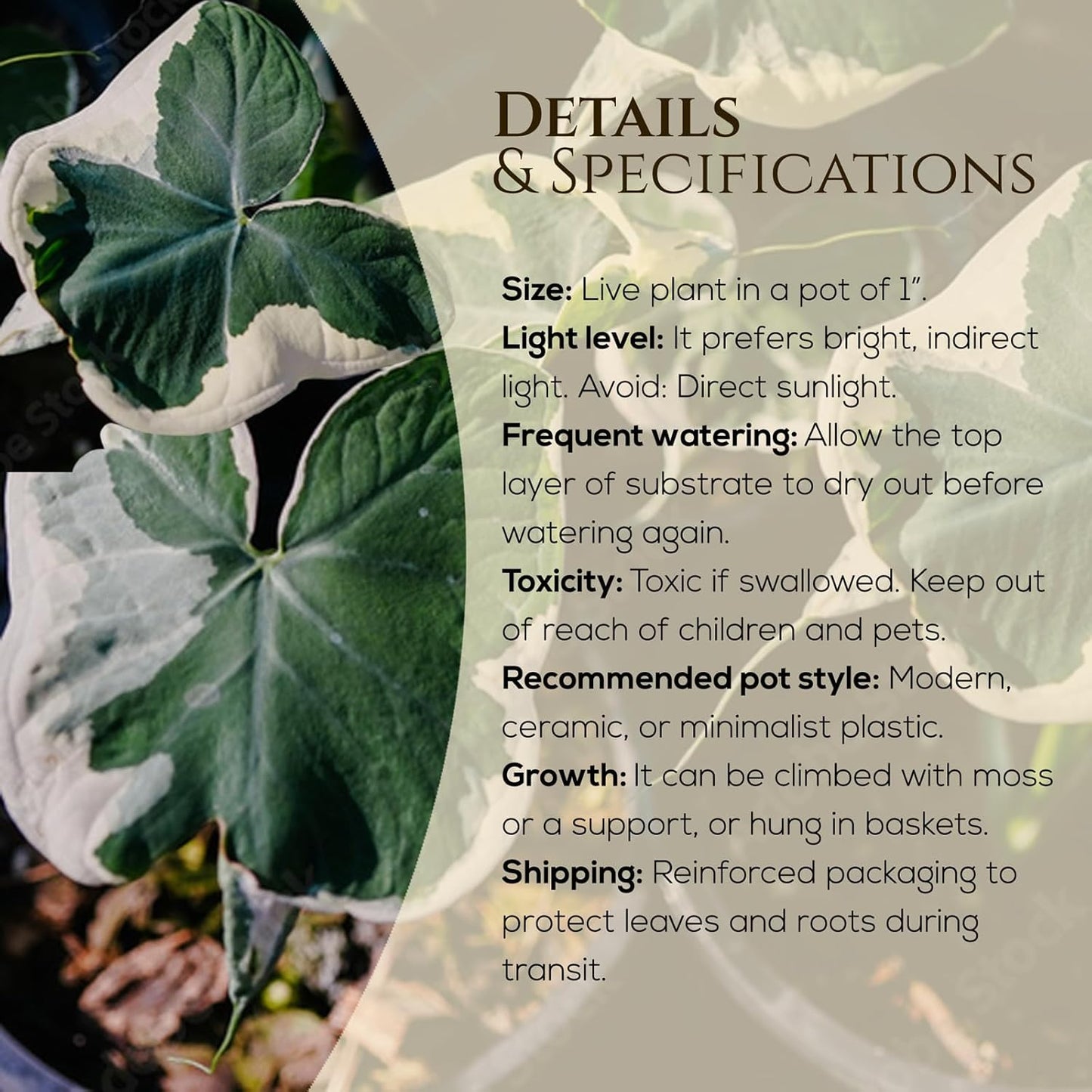 Alocasia Mickey Mouse Plant (4 Pack) Live Plant,Rare Indoor Alocasia, Elephant Ear Houseplant,Unique Mickey Mouse Leaf Shape Plant,Tropical Houseplant Live, Starter Size Alocasia Plant for Indoor Home Decor