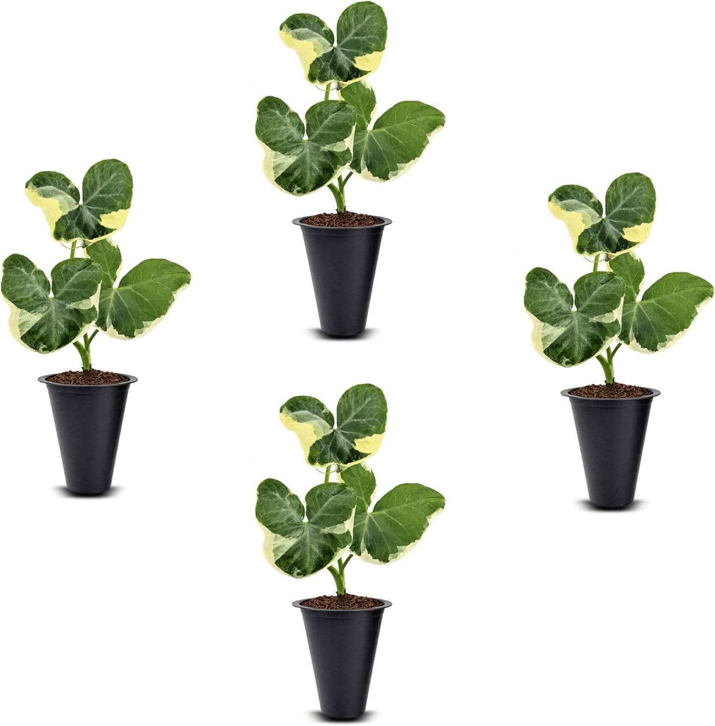 Alocasia Mickey Mouse Plant (4 Pack) Live Plant,Rare Indoor Alocasia, Elephant Ear Houseplant,Unique Mickey Mouse Leaf Shape Plant,Tropical Houseplant Live, Starter Size Alocasia Plant for Indoor Home Decor