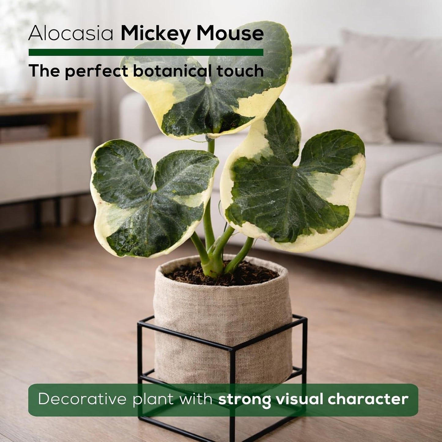 Alocasia Mickey Mouse Plant (4 Pack) Live Plant,Rare Indoor Alocasia, Elephant Ear Houseplant,Unique Mickey Mouse Leaf Shape Plant,Tropical Houseplant Live, Starter Size Alocasia Plant for Indoor Home Decor