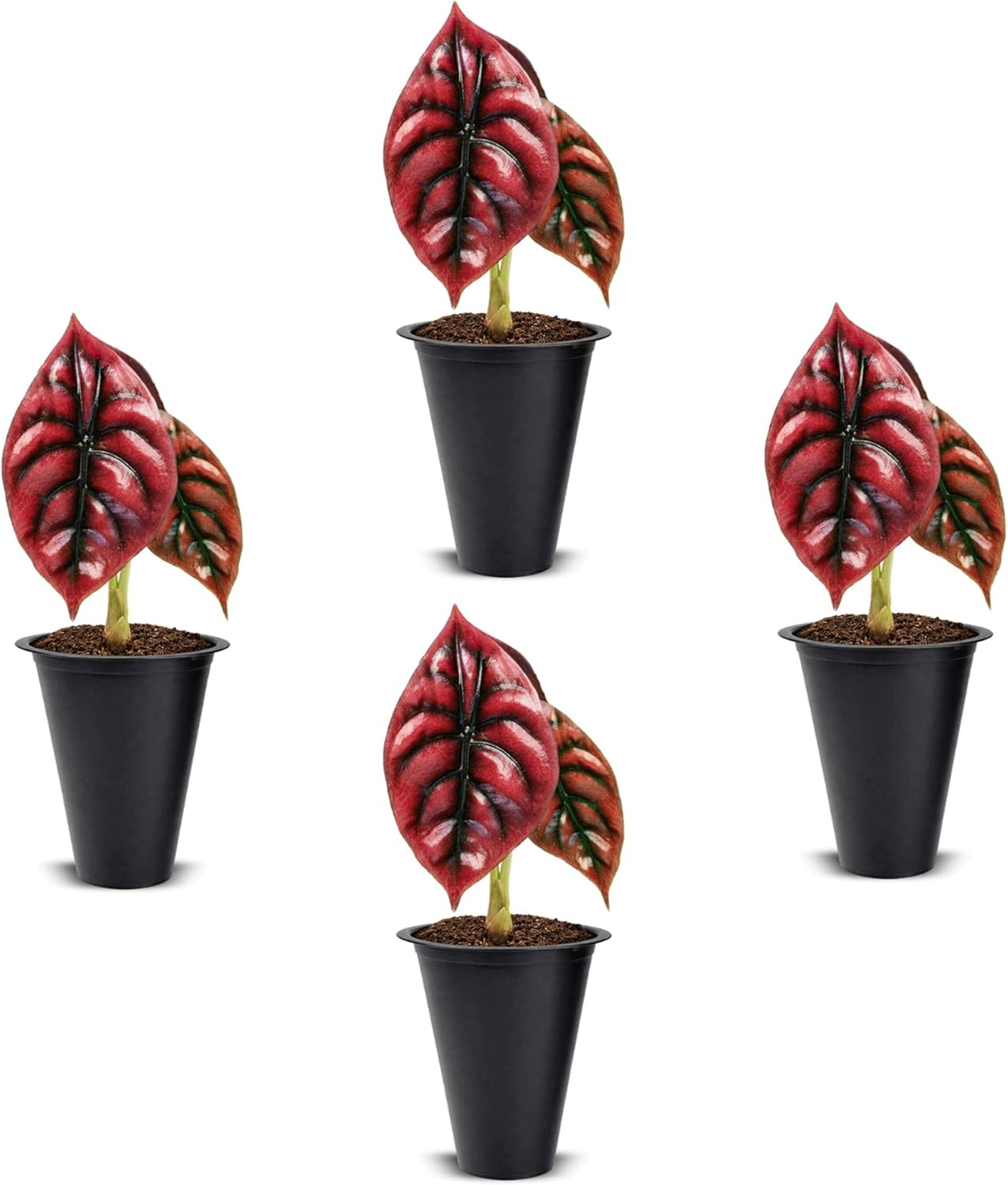 Alocasia Cuprea (4 Pack) Live Plant, Rare Indoor Alocasia, Metallic Leaf Elephant Ear, Tropical Houseplant Live, Starter Size Alocasia Plant, Exotic Foliage Houseplant for Home Decor Indoor Growing