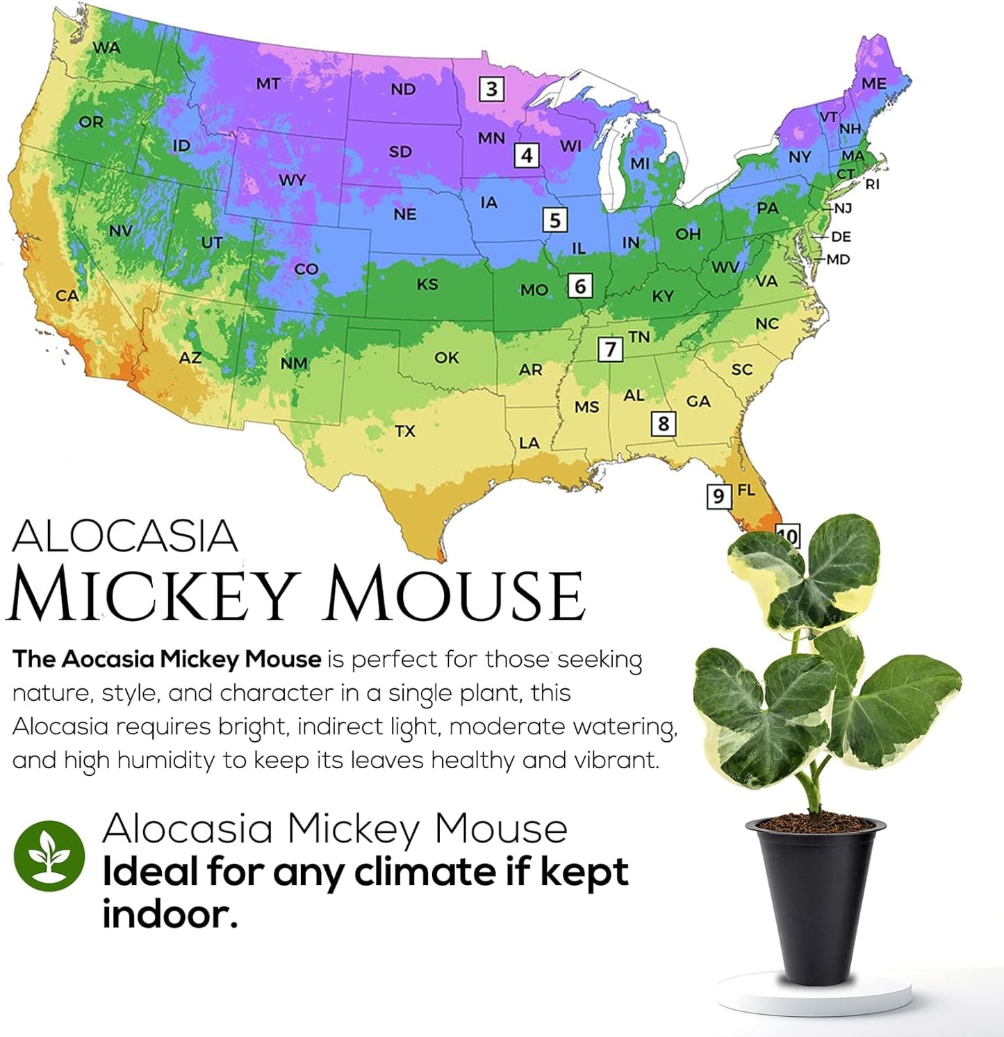 Alocasia Mickey Mouse Plant (4 Pack) Live Plant,Rare Indoor Alocasia, Elephant Ear Houseplant,Unique Mickey Mouse Leaf Shape Plant,Tropical Houseplant Live, Starter Size Alocasia Plant for Indoor Home Decor