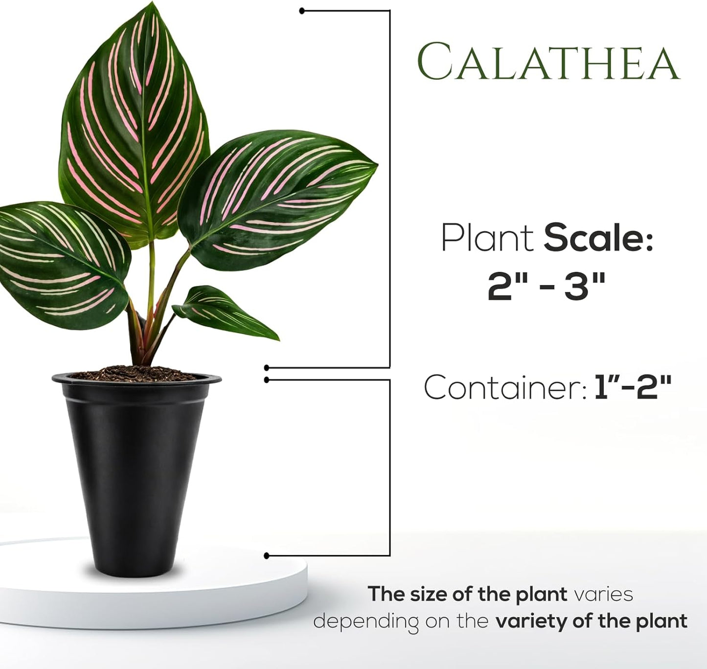 Calathea Collection (4 Pack) Live Plants – Stunning Foliage Prayer Plants Like Orbifolia, Rose Painted, White Star & Dottie – Easy Indoor Tropical Plants – Pet Friendly – Natural Air Purifiers