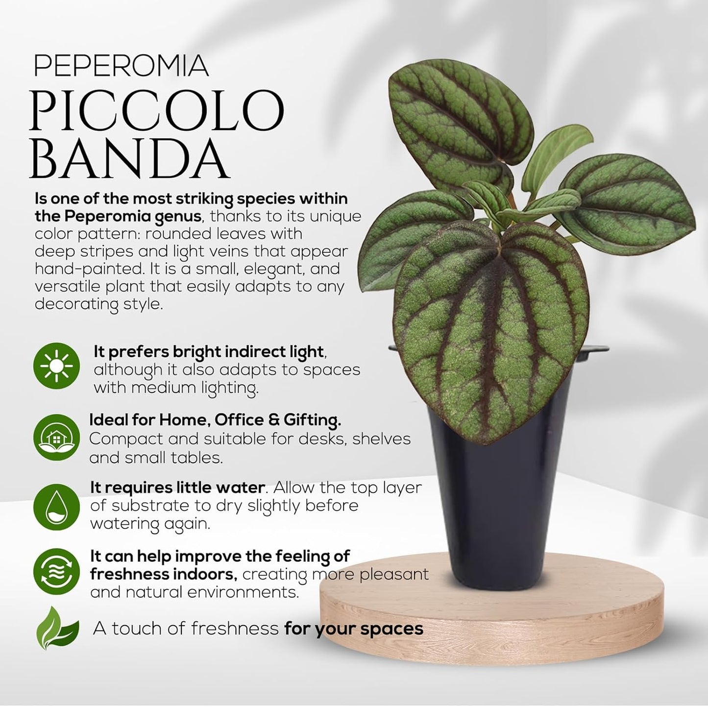 Peperomia Plant Collection (4 Pack)– Set of Rare Varieties | Watermelon, Frost, Eden Rosso & Piccolo Banda | Easy Indoor Houseplants, Live Plants for Home Decor (Peperomia Collection)