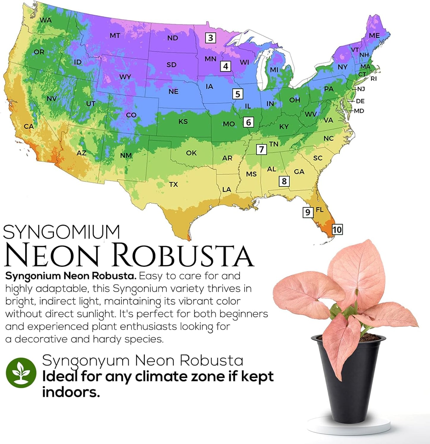 Syngonium Neon Robusta Plant (4 Pack) Live Starter Plants, Pink Arrowhead Vine Houseplants, Easy Care Indoor Tropical Plants Live, Colorful Foliage Plants